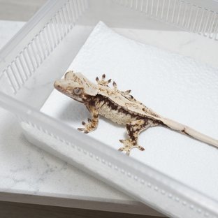 Normal Drippy White Spot