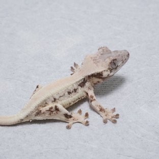 릴리 세이블