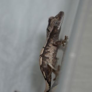 Sable 100% Het Axanthic