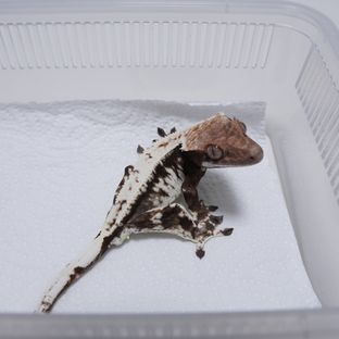 화이트 카푸치노