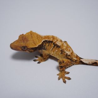 텐저린 트라이