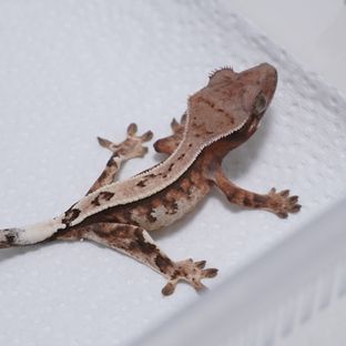 세이블