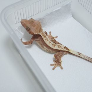 레드 카푸치노