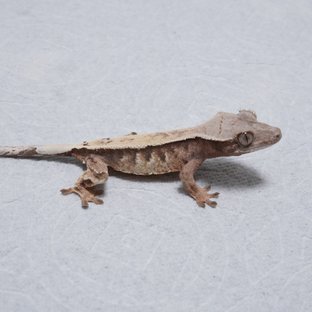 세이블