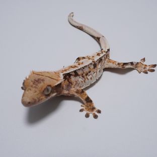 트라이 화이트스팟