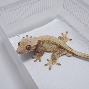 레드 드리피