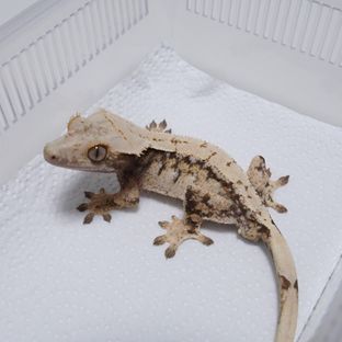 레이지 트라이