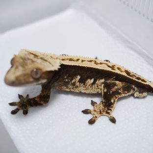 100% Het Axanthic