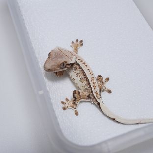 레이지 화이트 트라이