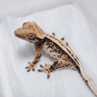 핀스트라이프 트라이