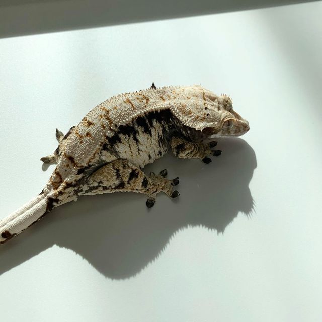 트라이