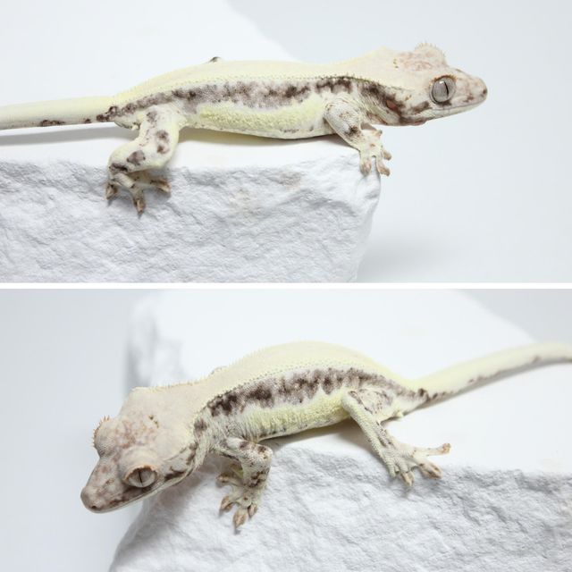 프라푸치노