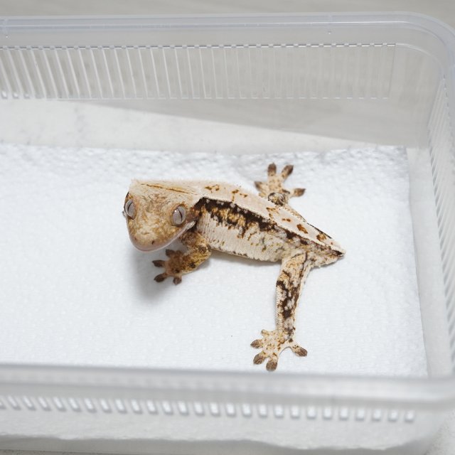 쿼드 화이트스팟 트라이