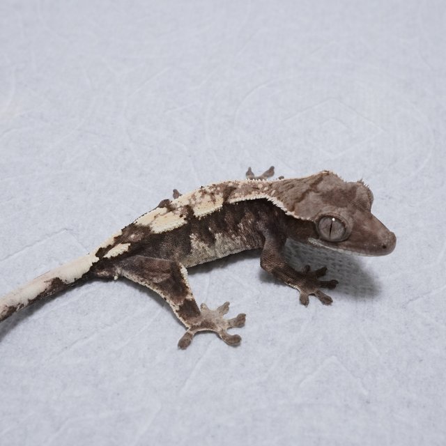 세이블 100%헷아잔틱