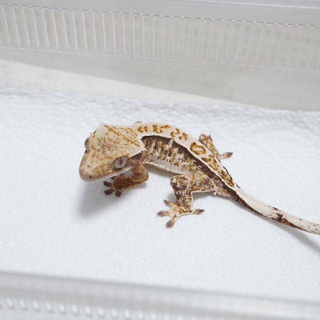 화이트스팟 트라이