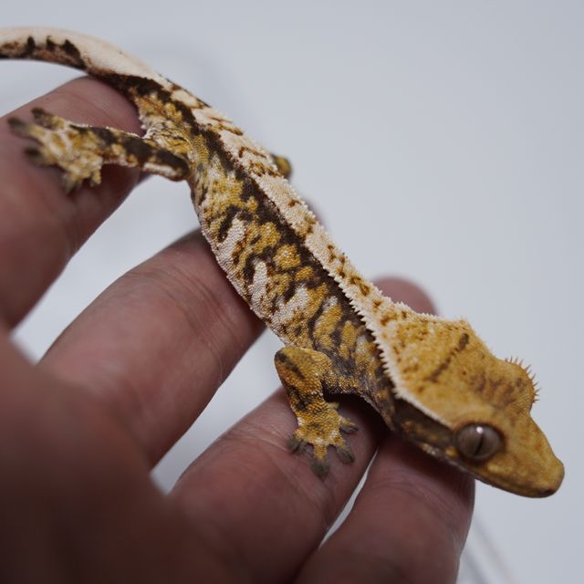 트라이