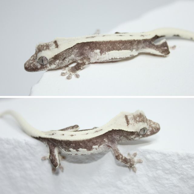릴잔틱