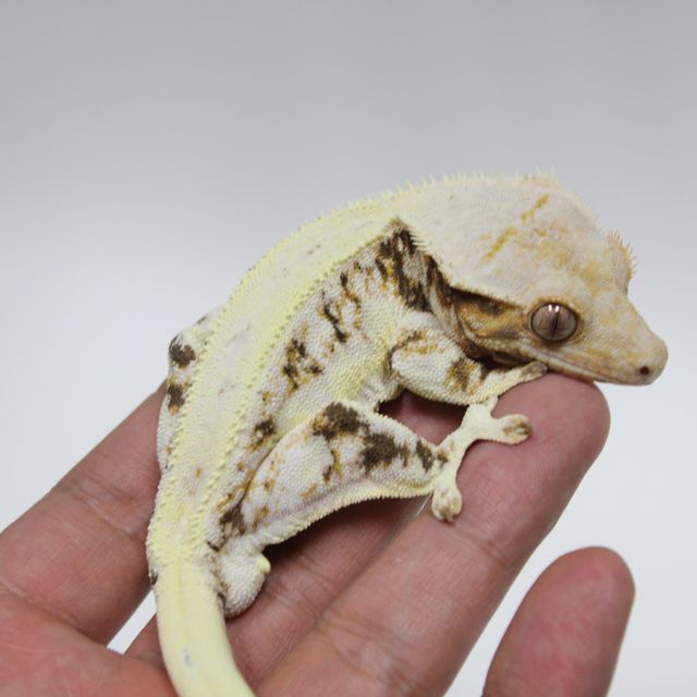 레이지 릴리화이트