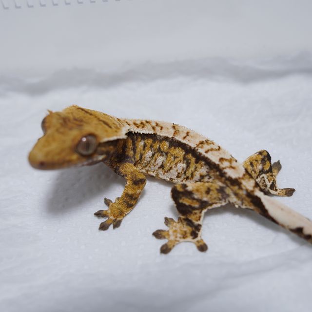 트라이