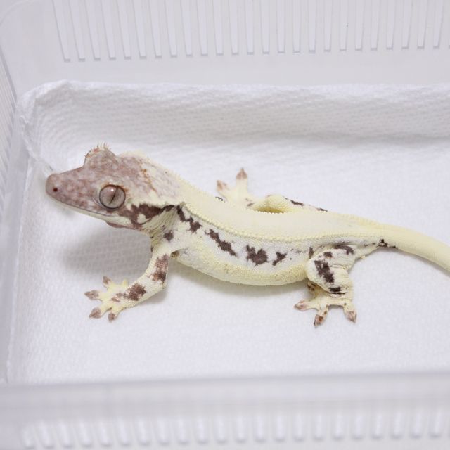 프라푸치노