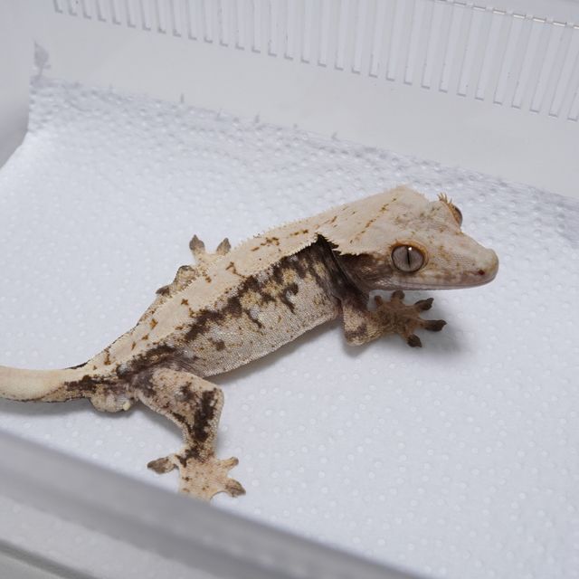 레이지 트라이