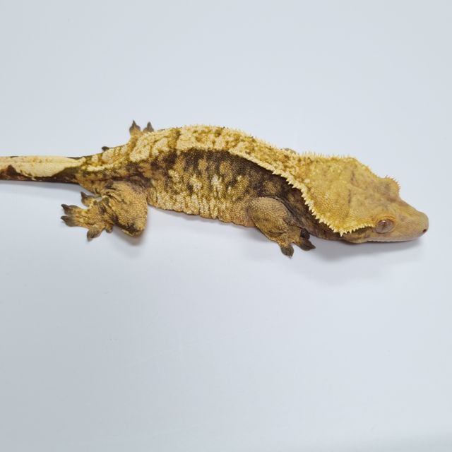 트라이