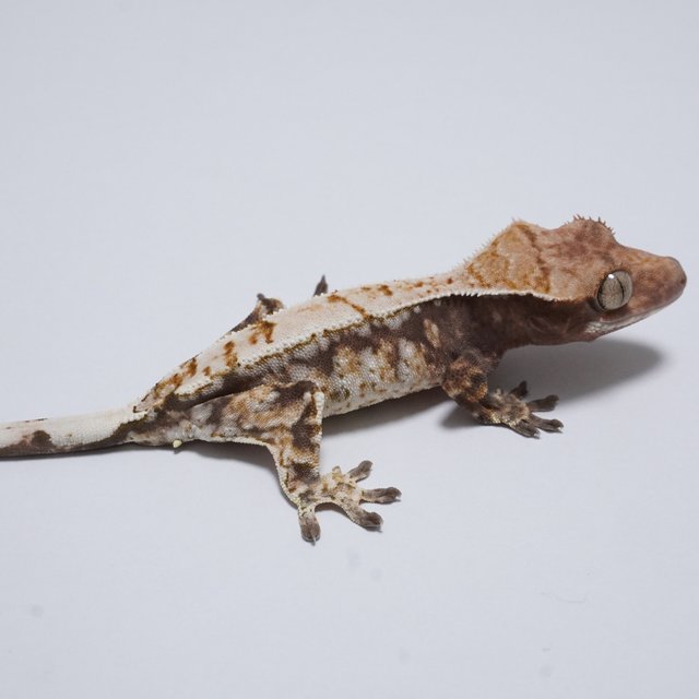 White Spot Cappuccino