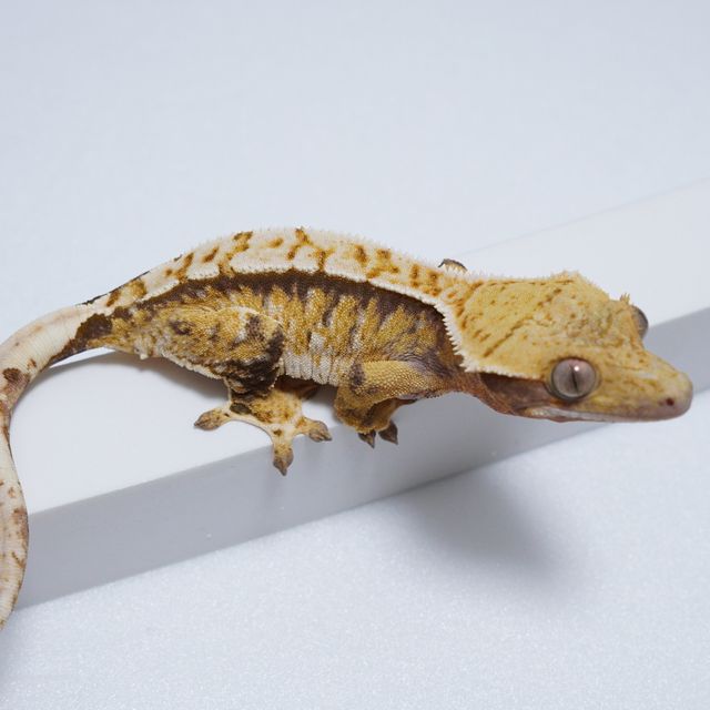 트라이
