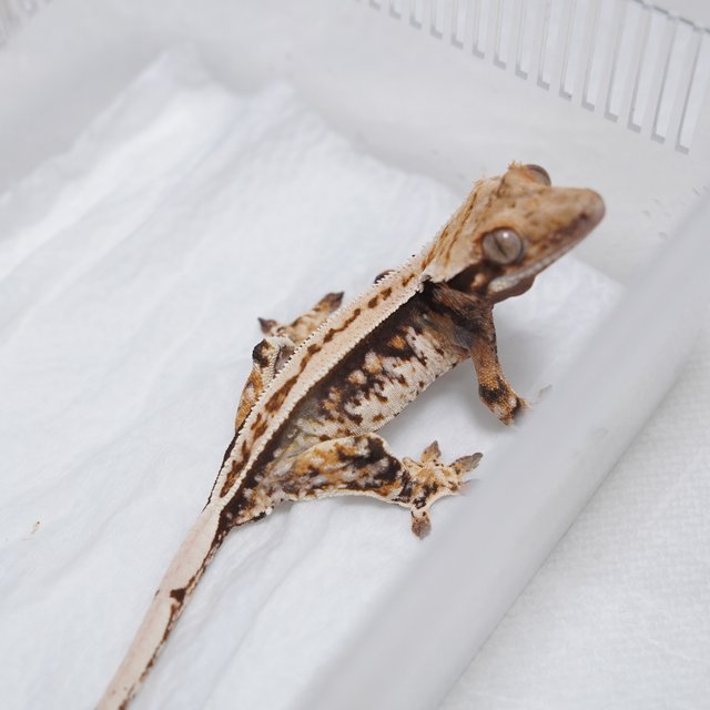 핀스트라이프 트라이