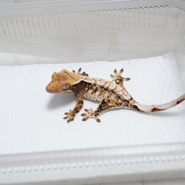 White Spot Tri Tangerine