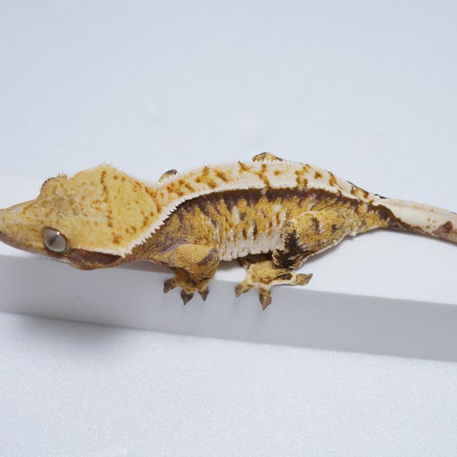 트라이