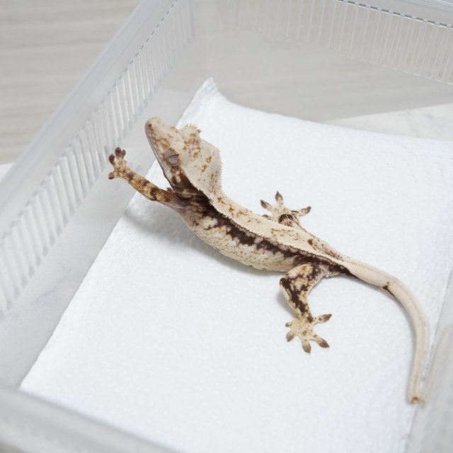 Drippy White Spot Normal