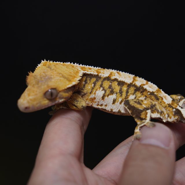 트라이