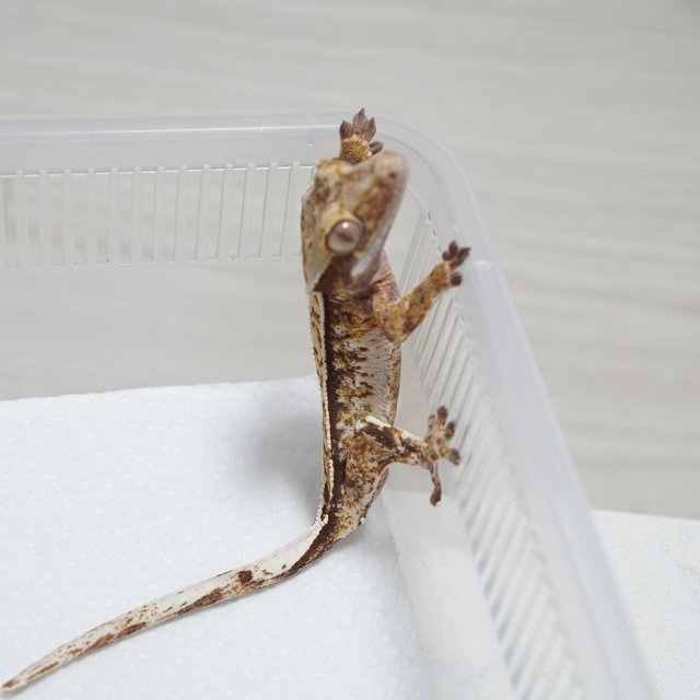 화이트스팟 트라이