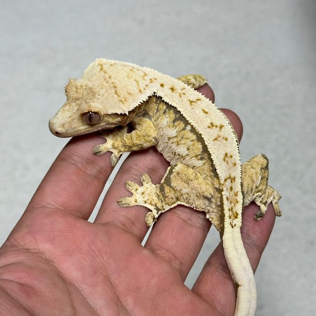 레이지 트라이