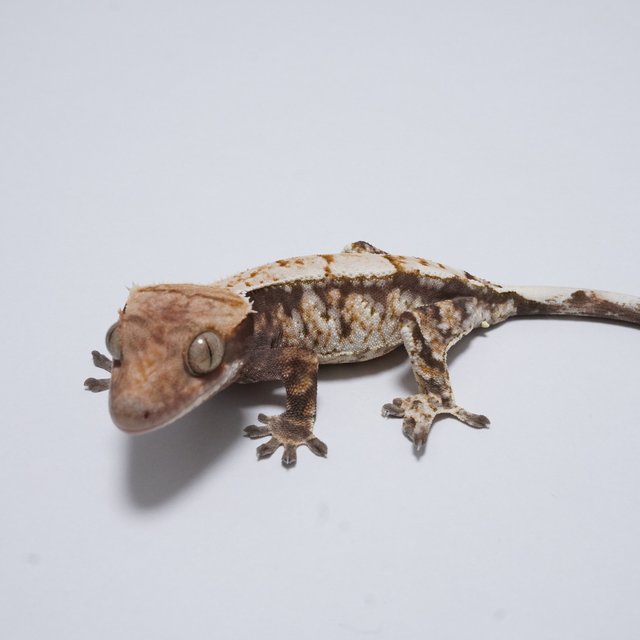 White Spot Cappuccino