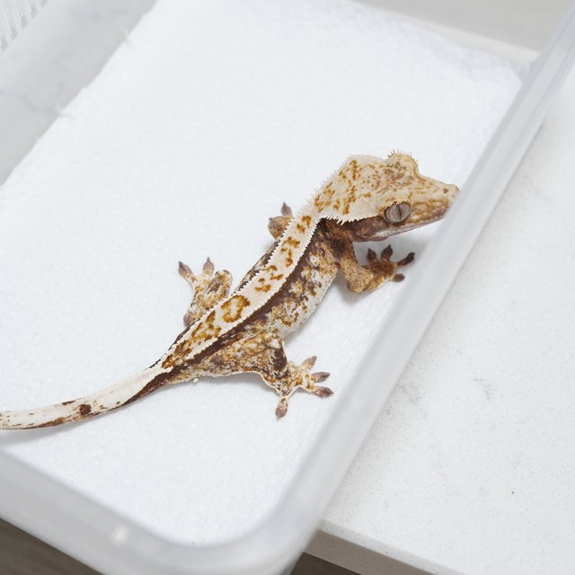 화이트스팟 트라이