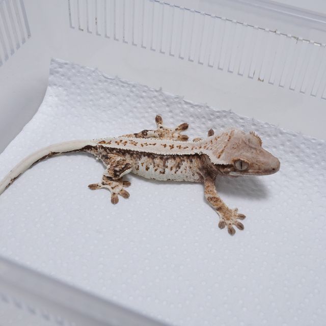 레이지 화이트 트라이
