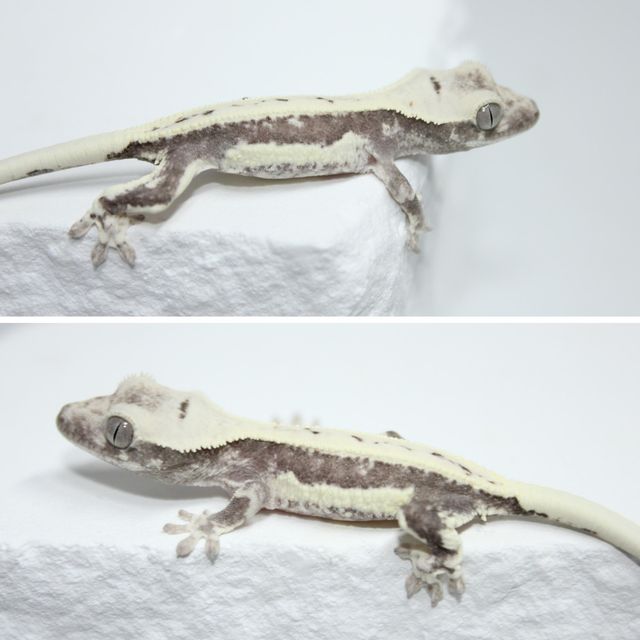 릴잔틱