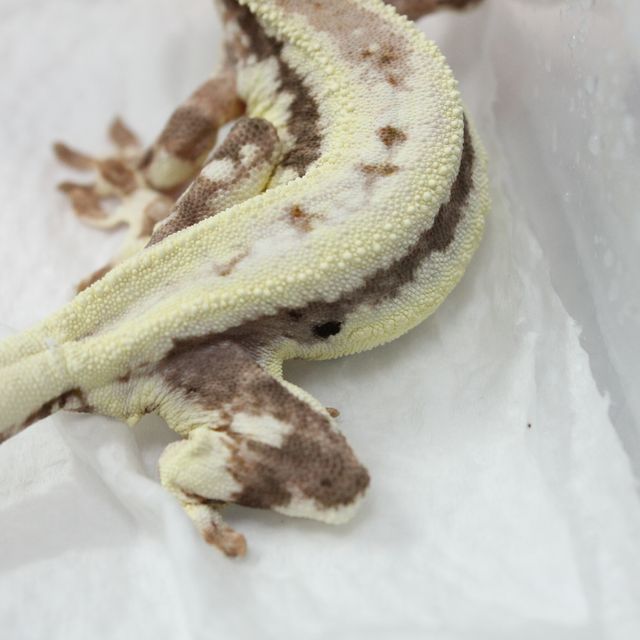 프라푸치노