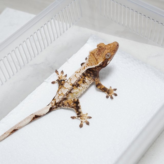 White Spot Tri Tangerine