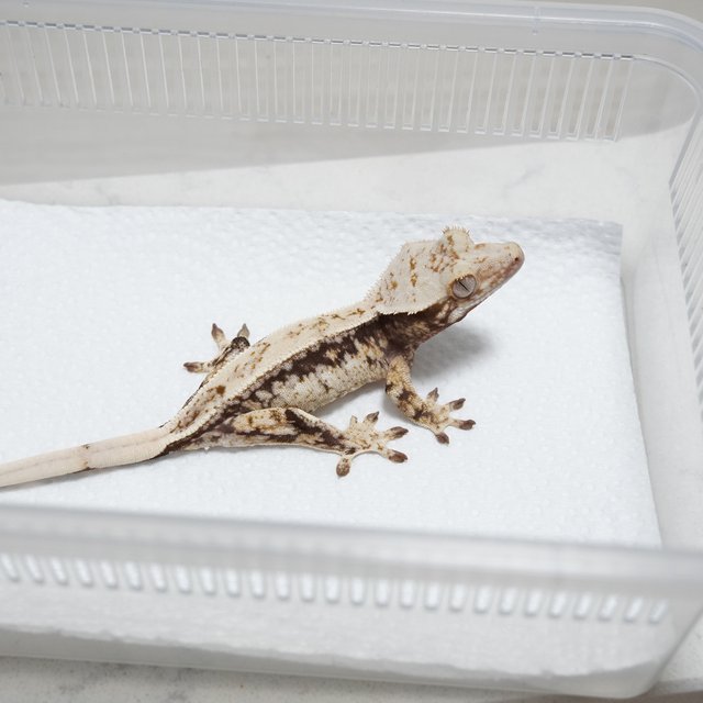 Drippy White Spot Normal