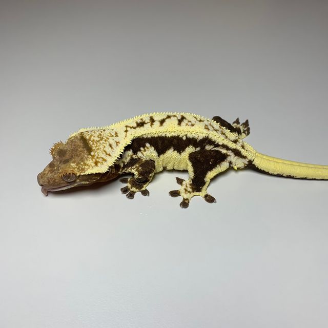 릴리화이트 다크