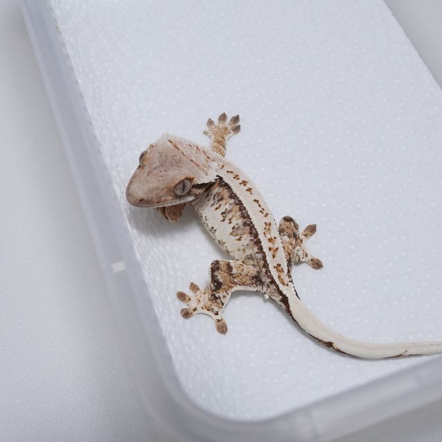 레이지 화이트 트라이