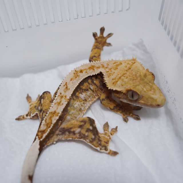 트라이