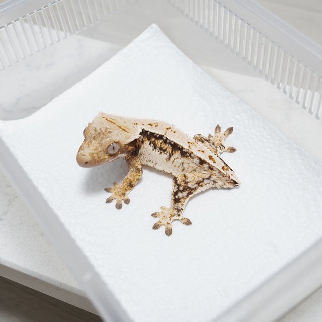 쿼드 화이트스팟 트라이