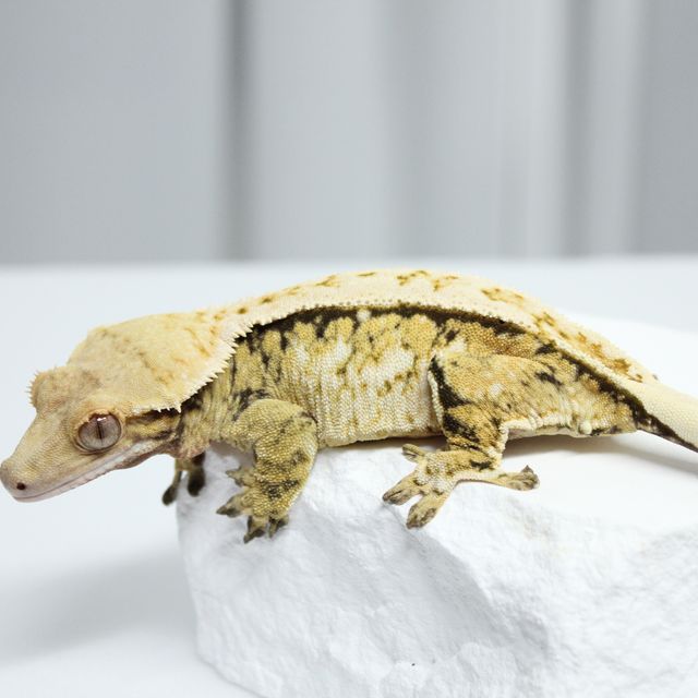 레이지 트라이