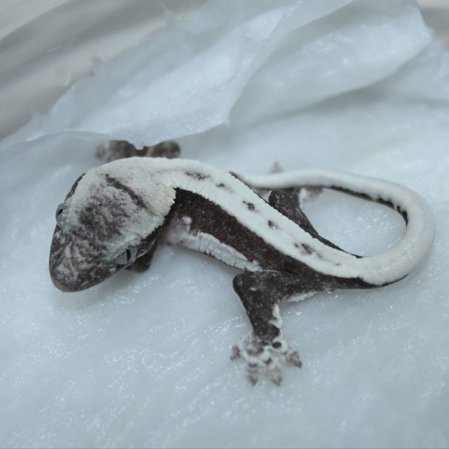 릴잔틱