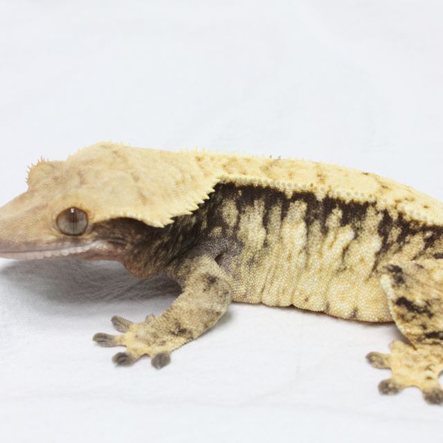 트라이
