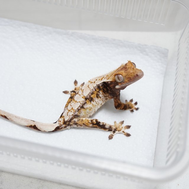 White Spot Tri Tangerine